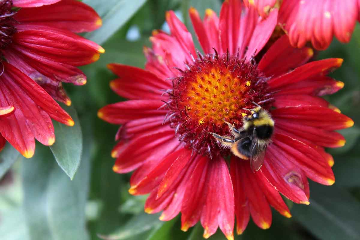Image for the Annual General Meeting: 18th July 10.30 - 12.00 page